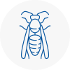 West Lothian Wasp Nest Removal